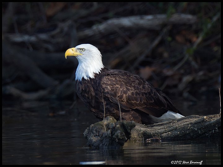 _2SB7383 bald eagle.jpg